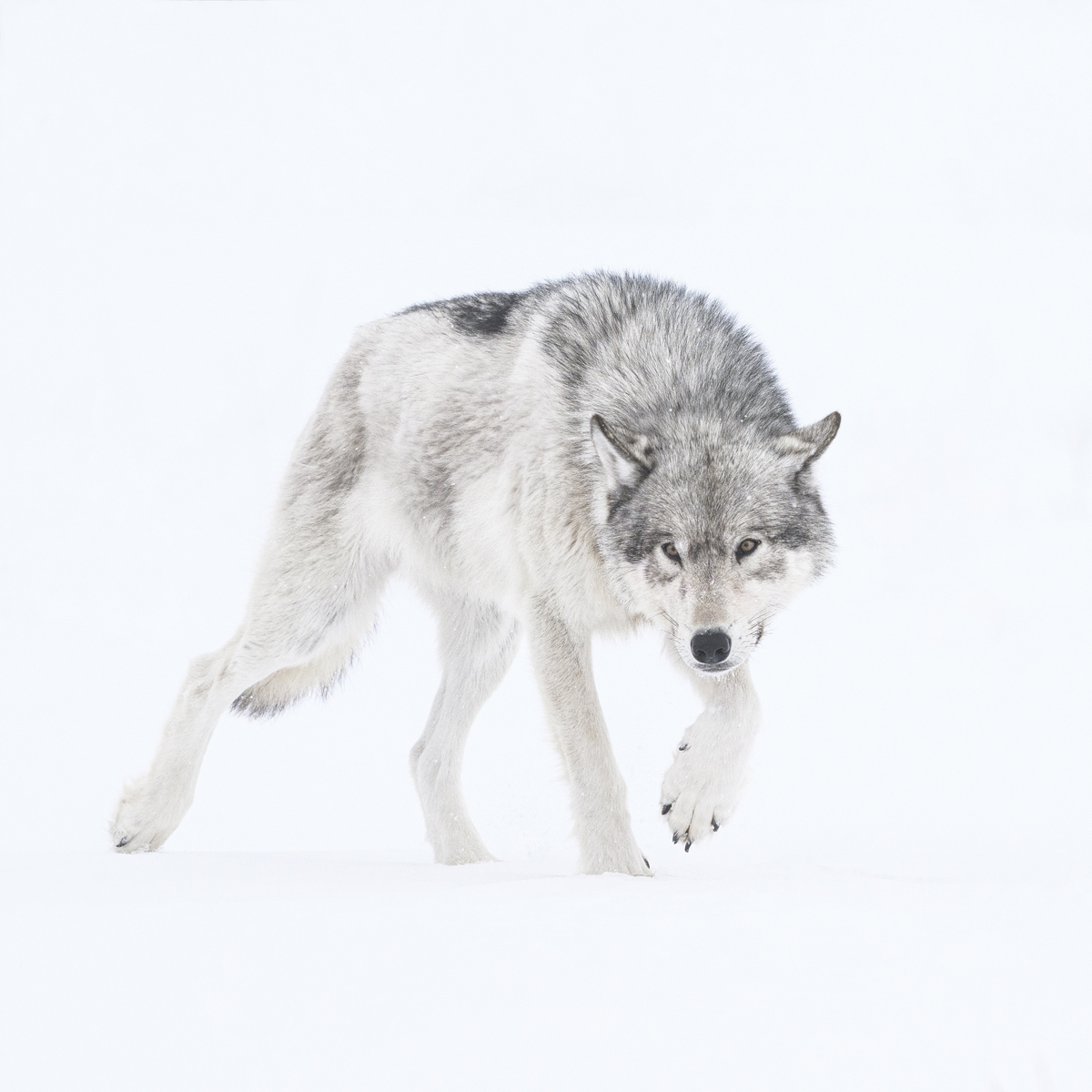 MAHIKAN - The wild wolves of Far North Canada