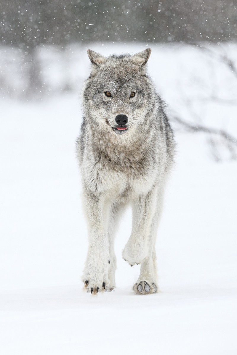MAHIKAN - The wild wolves of Far North Canada