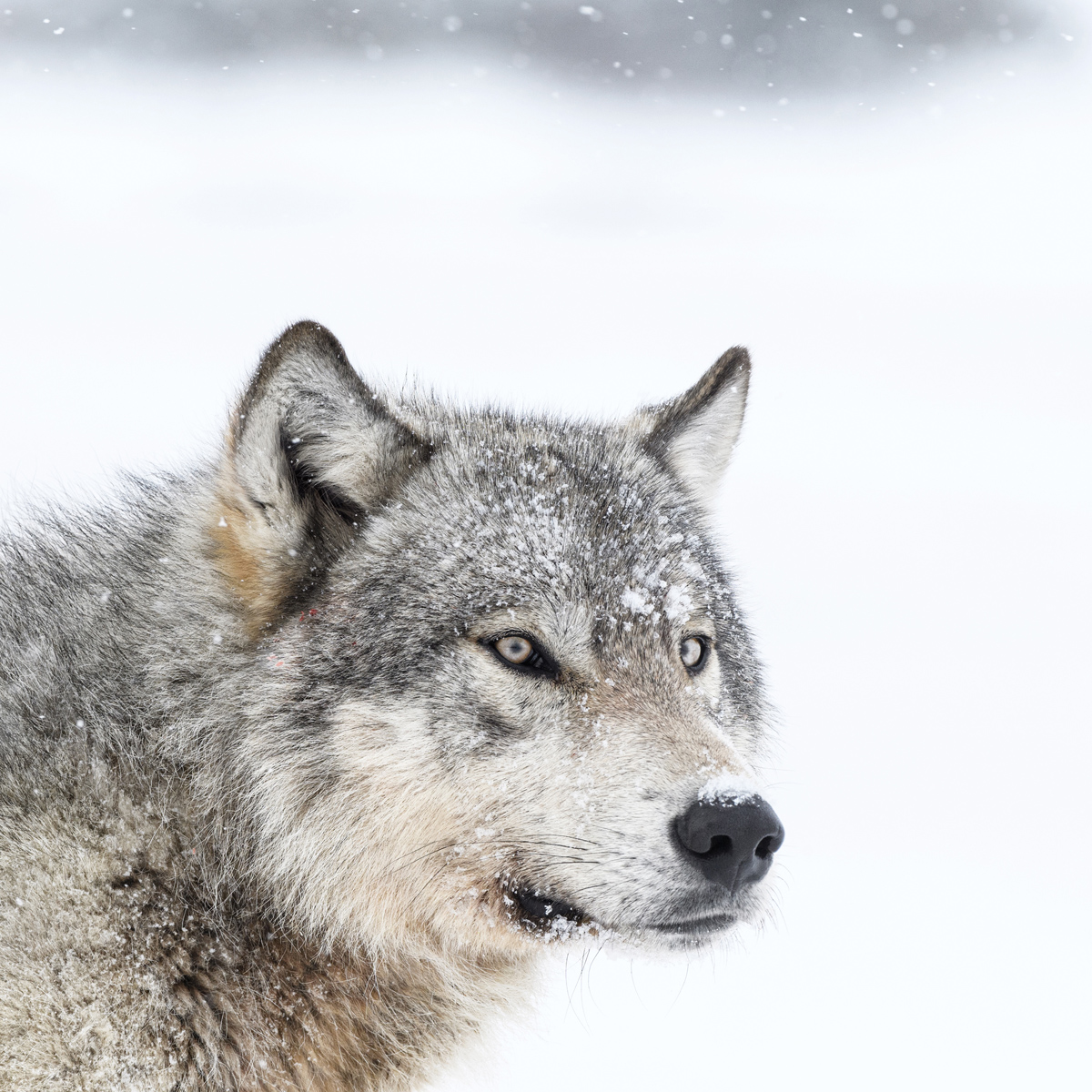MAHIKAN - The wild wolves of Far North Canada