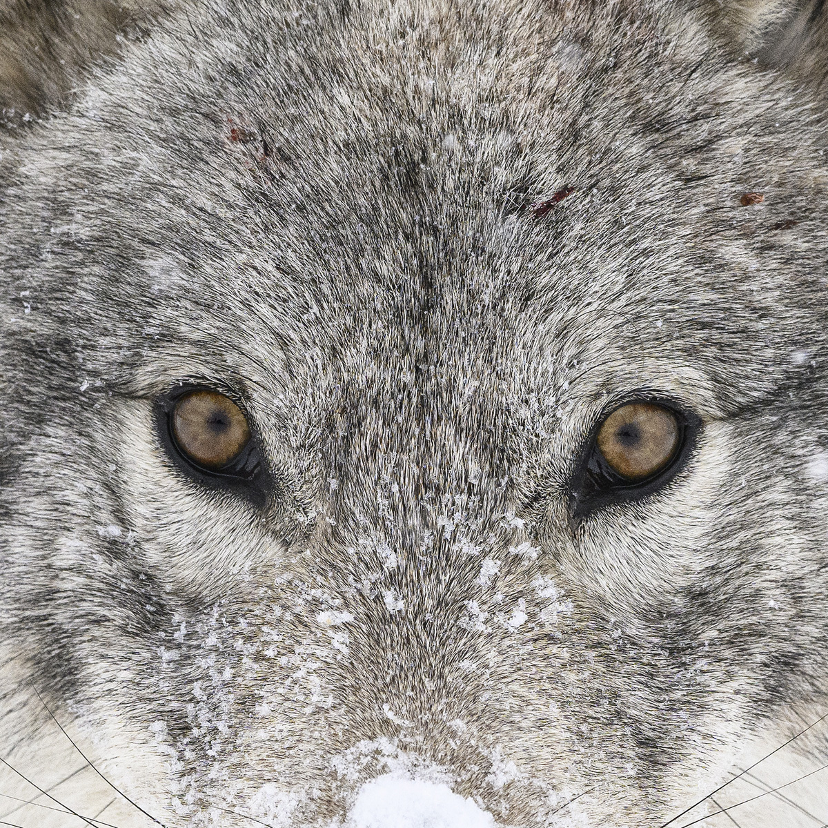MAHIKAN - The wild wolves of Far North Canada
