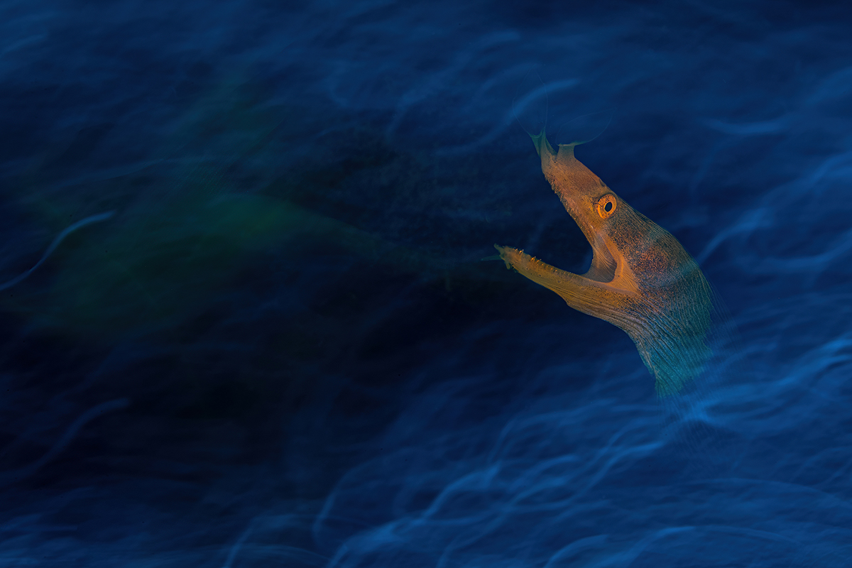Underwater photograph