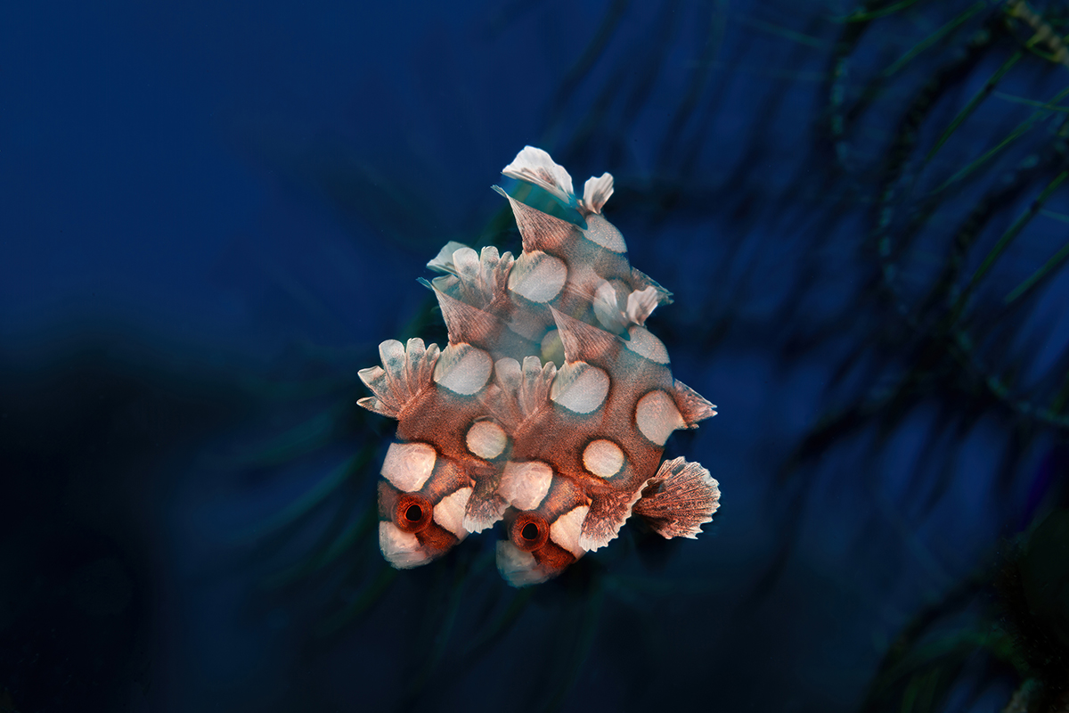 Underwater photograph