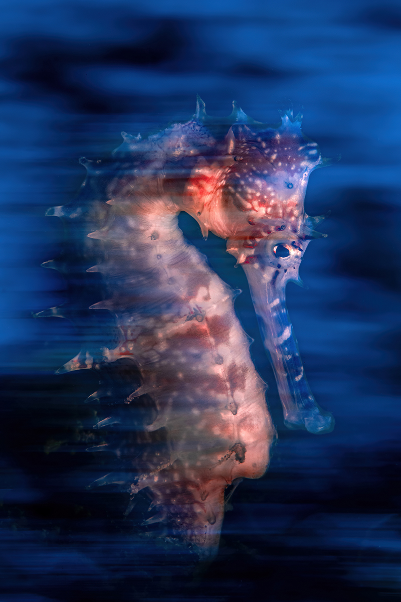Underwater photograph