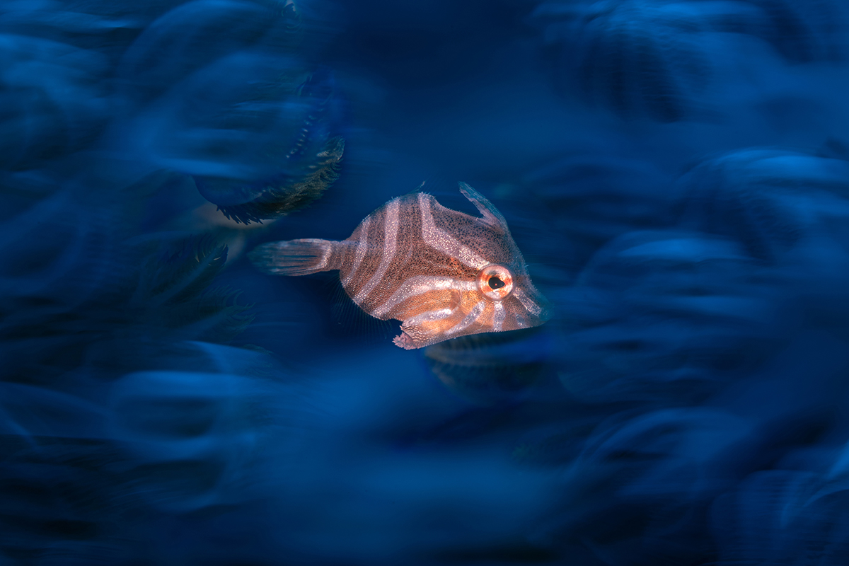 Underwater photograph