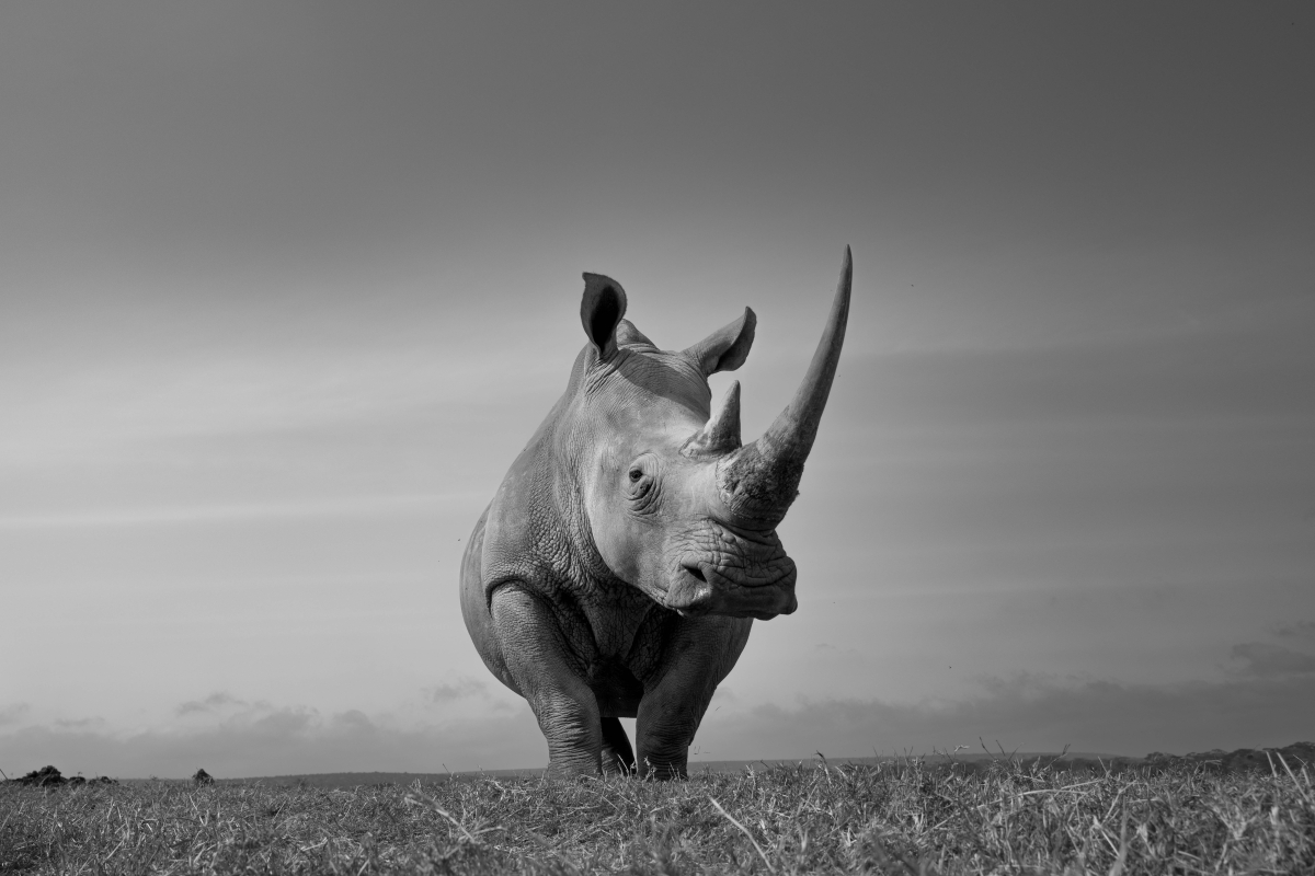 Rino