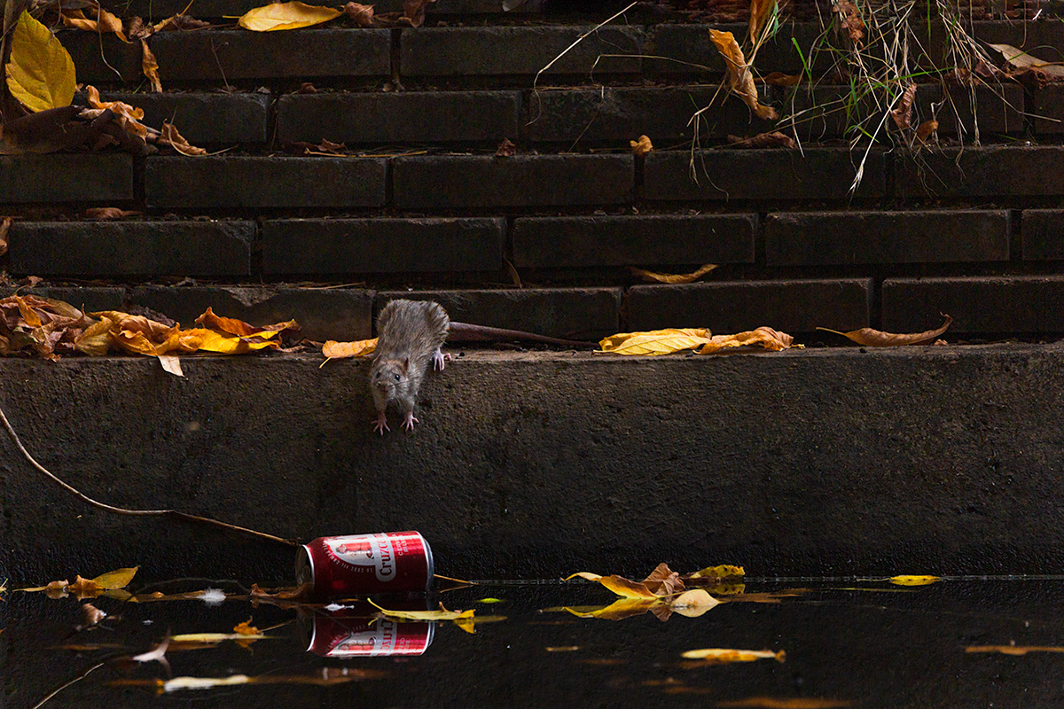 The rat