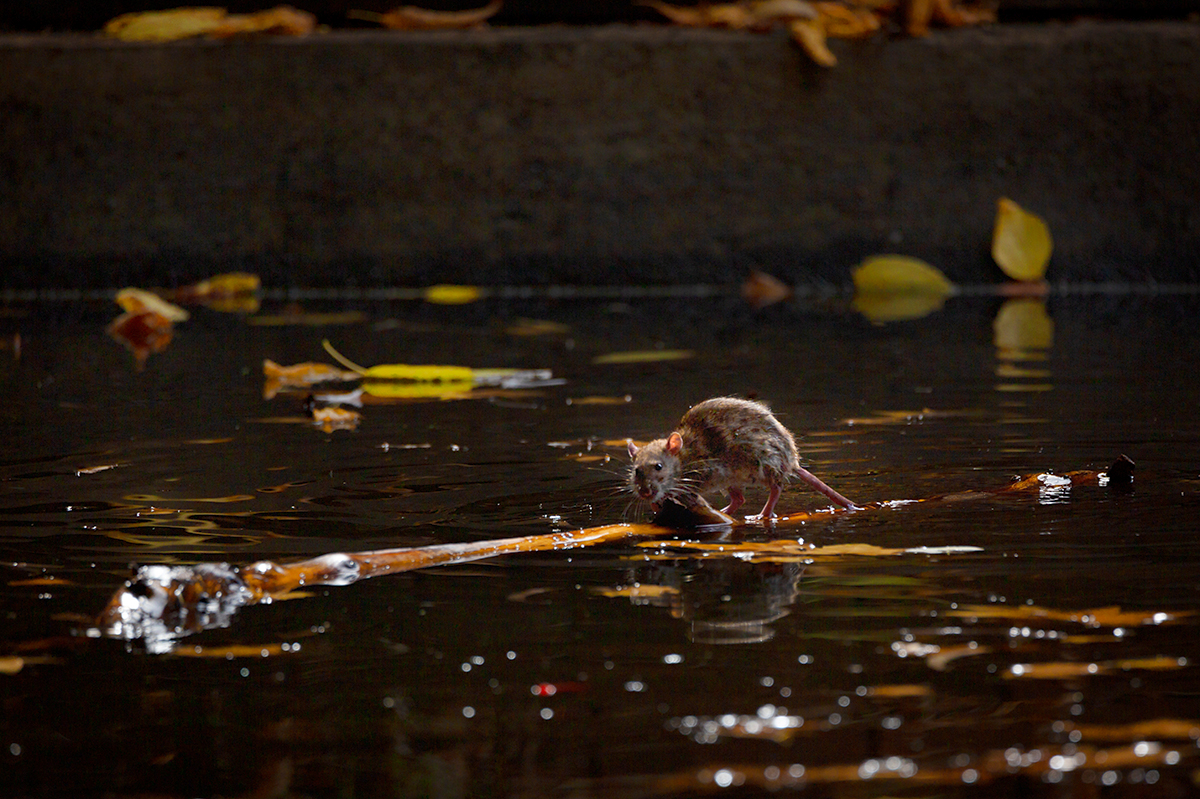 The rat