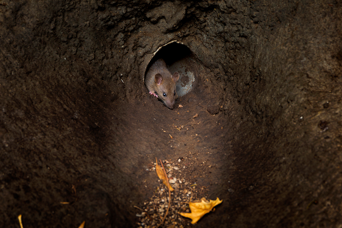 The rat