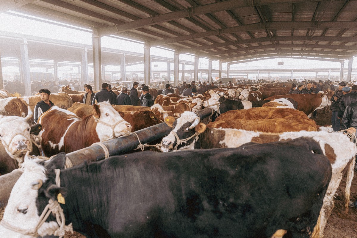 Dust and Trade: Kashgar’s Livestock Market