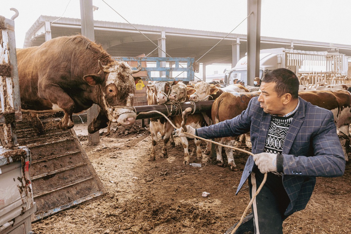 Dust and Trade: Kashgar’s Livestock Market
