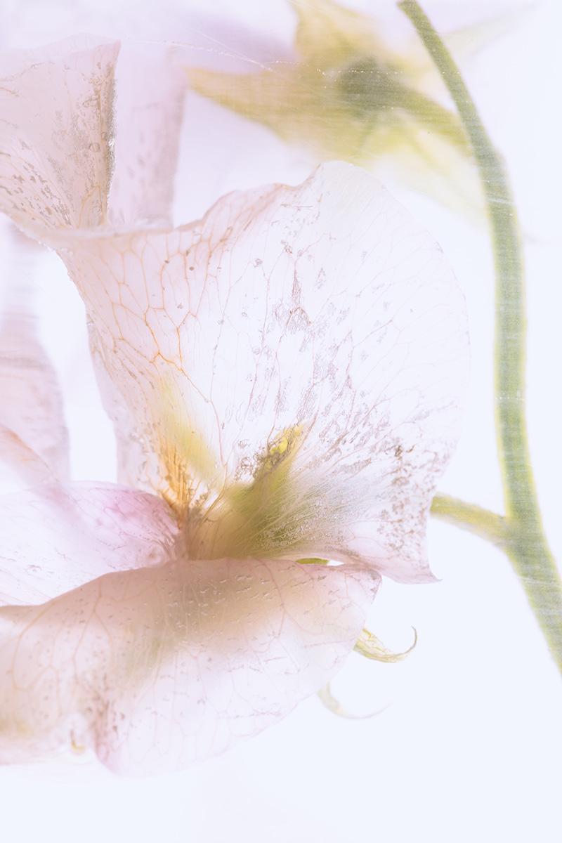 Vicia in crystal clear ice
