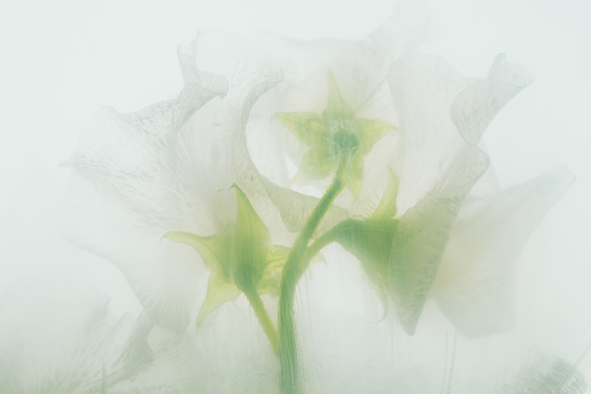 Vicia in crystal clear ice