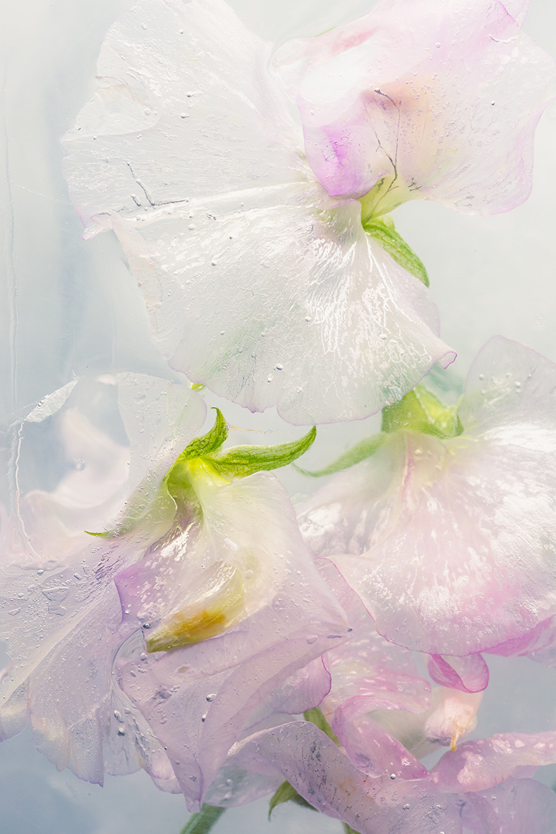 Vicia in crystal clear ice