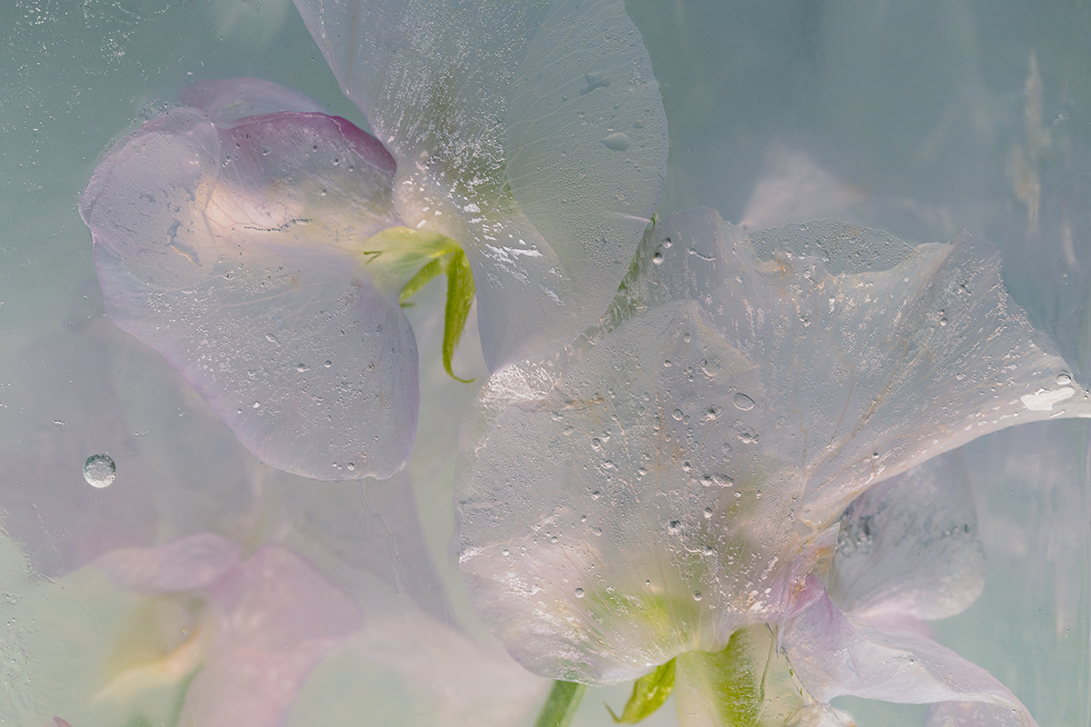 Vicia in crystal clear ice