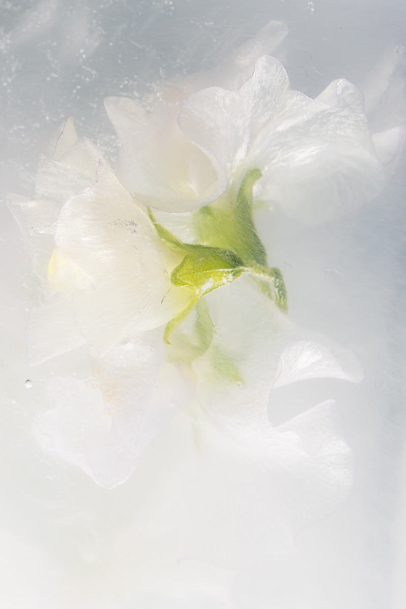 Vicia in crystal clear ice