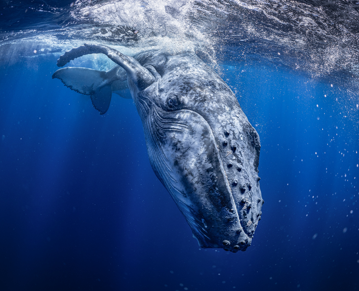 THE SEA IS WATCHING YOU
