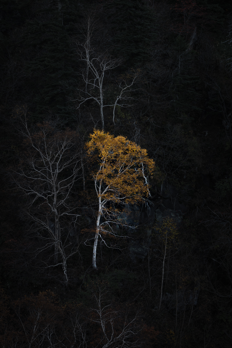 The Lonely Birch