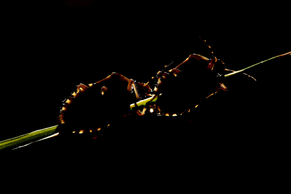 (untitled)