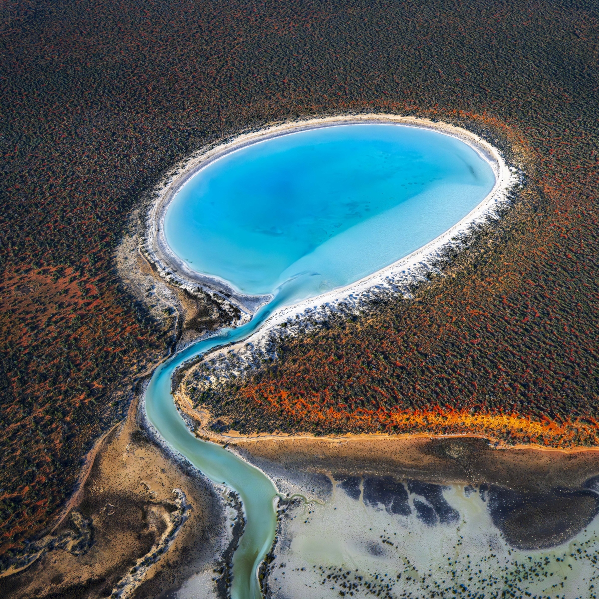 The Azure Tadpole: Nature's Living Jewel 8679