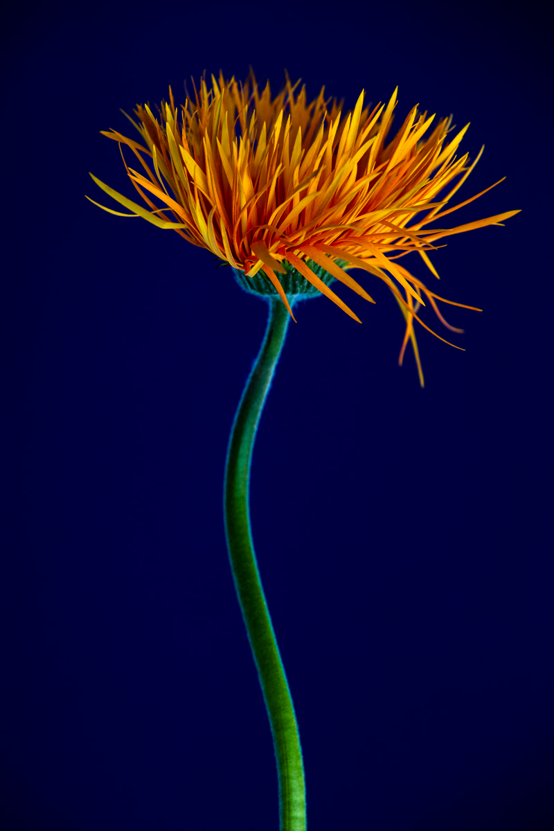 Flower Power 