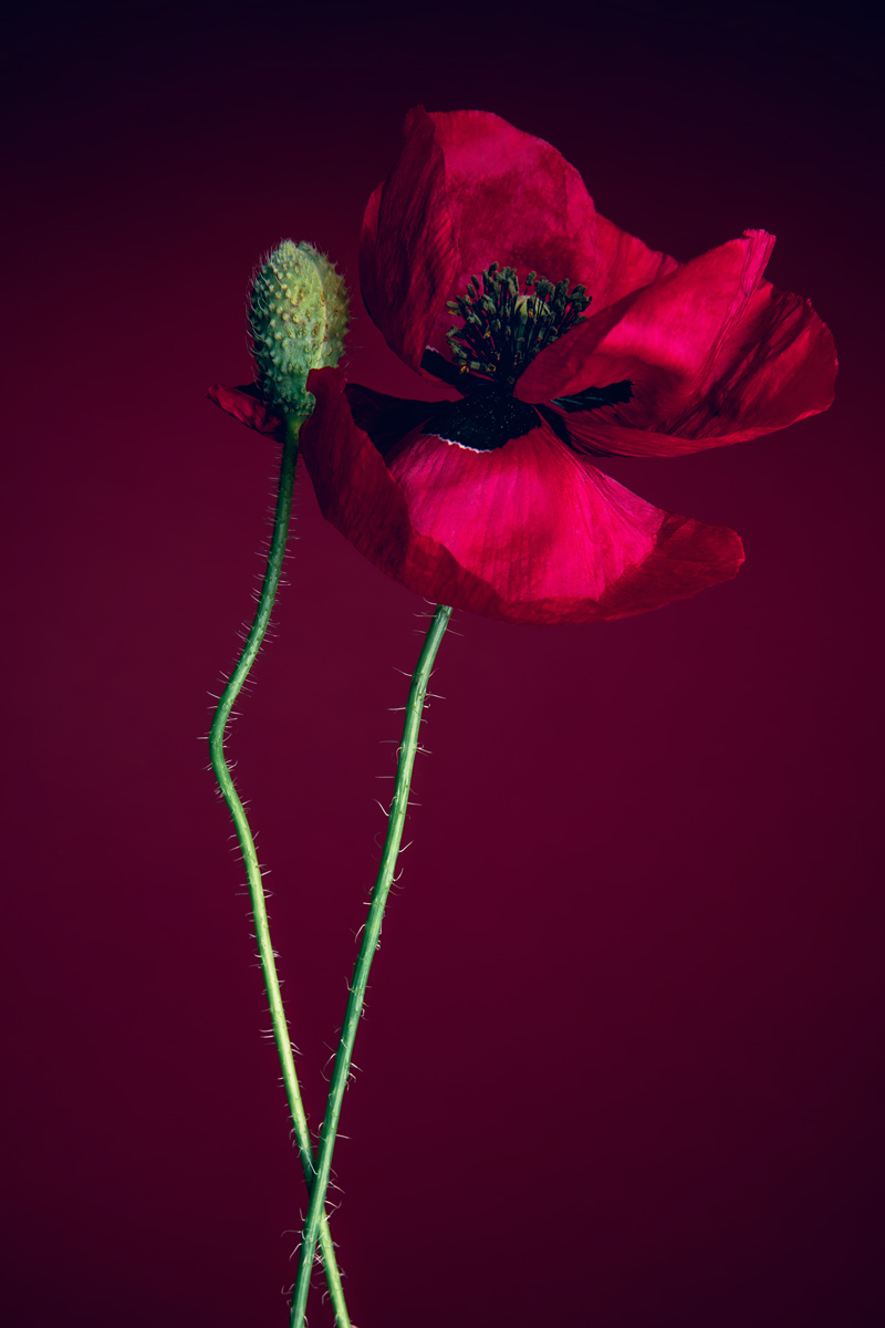 Flower Power 