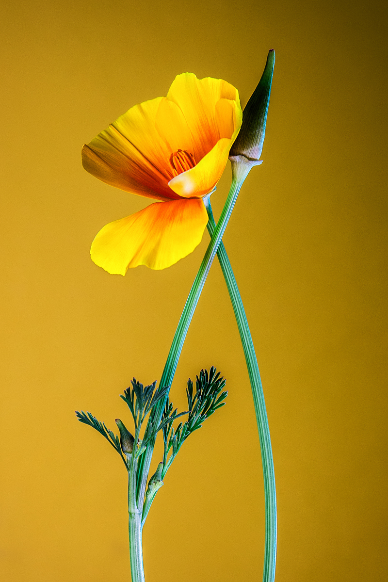 Flower Power 
