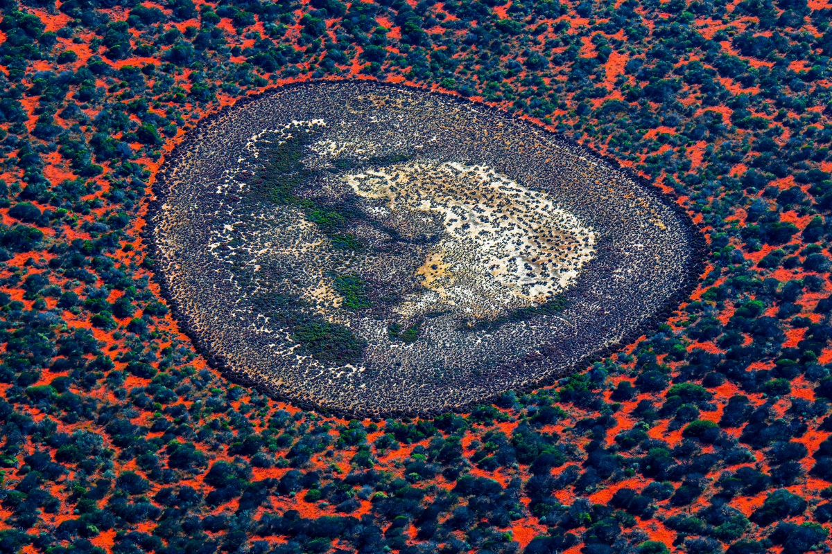 Birrida, Shark Bay 3565