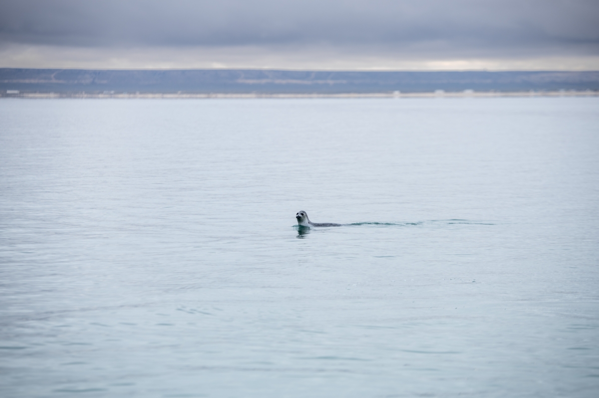 Save the Caspian
