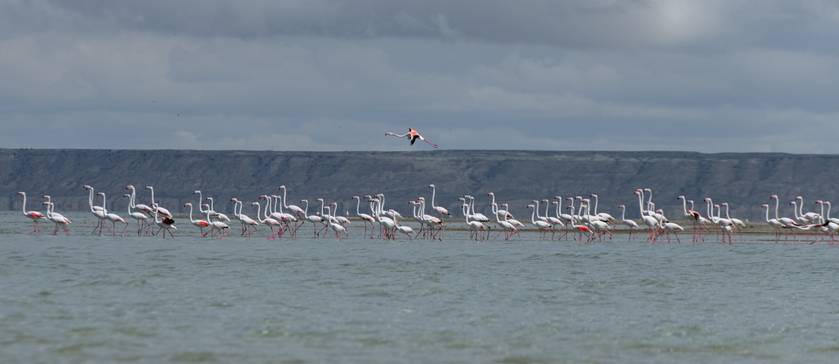 Save the Caspian