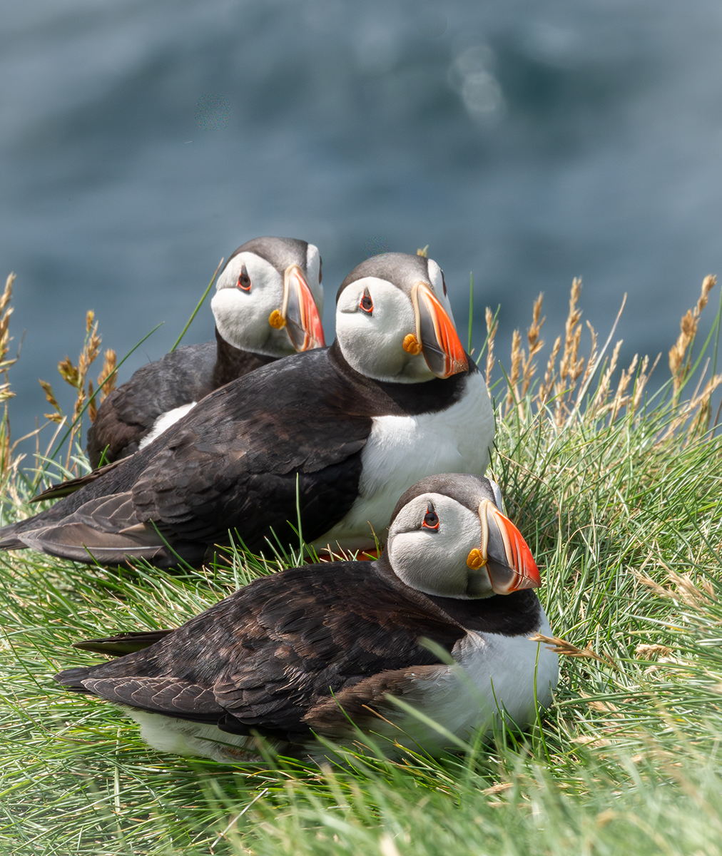 Iceland