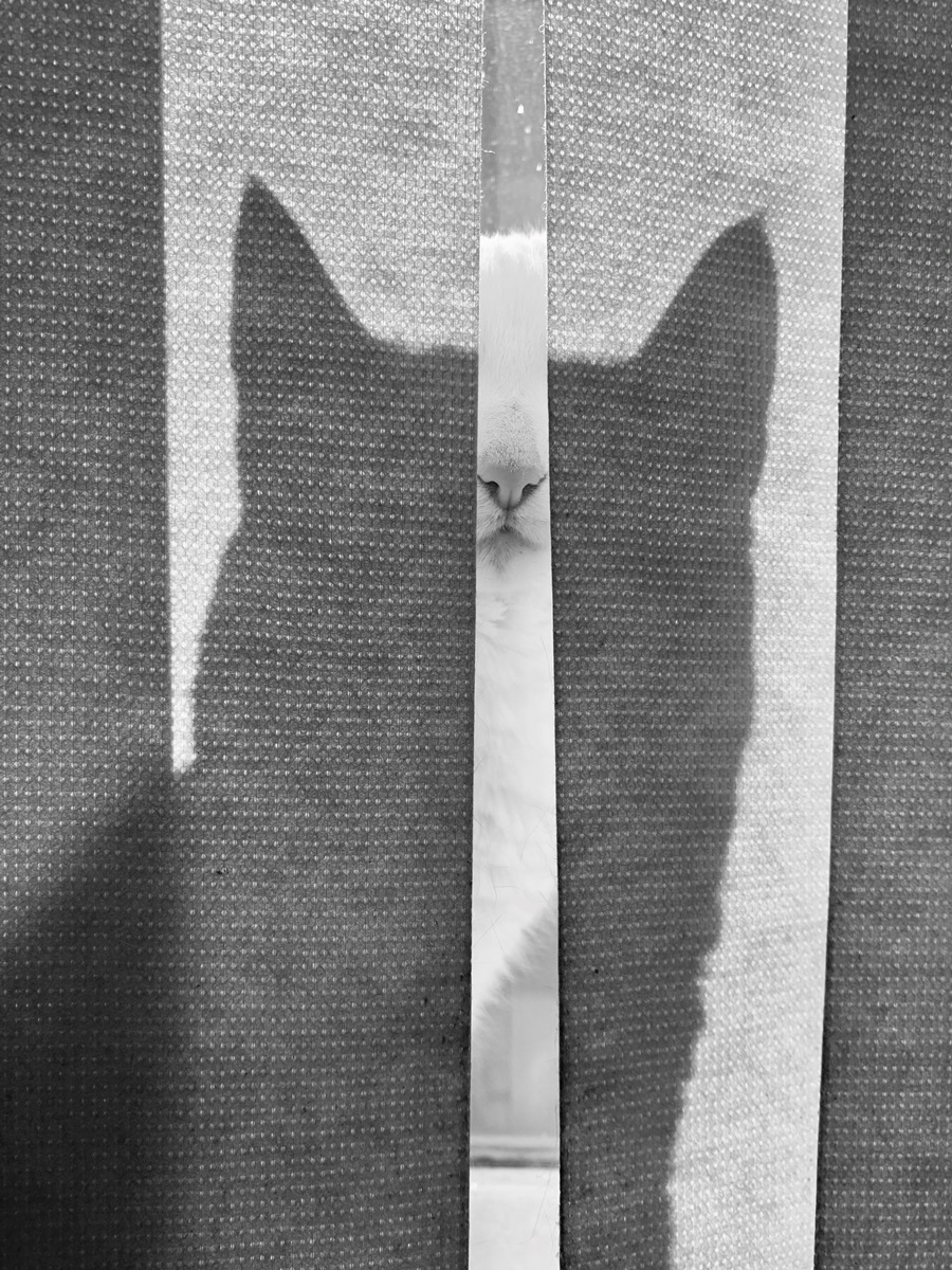 GATO NA JANELA