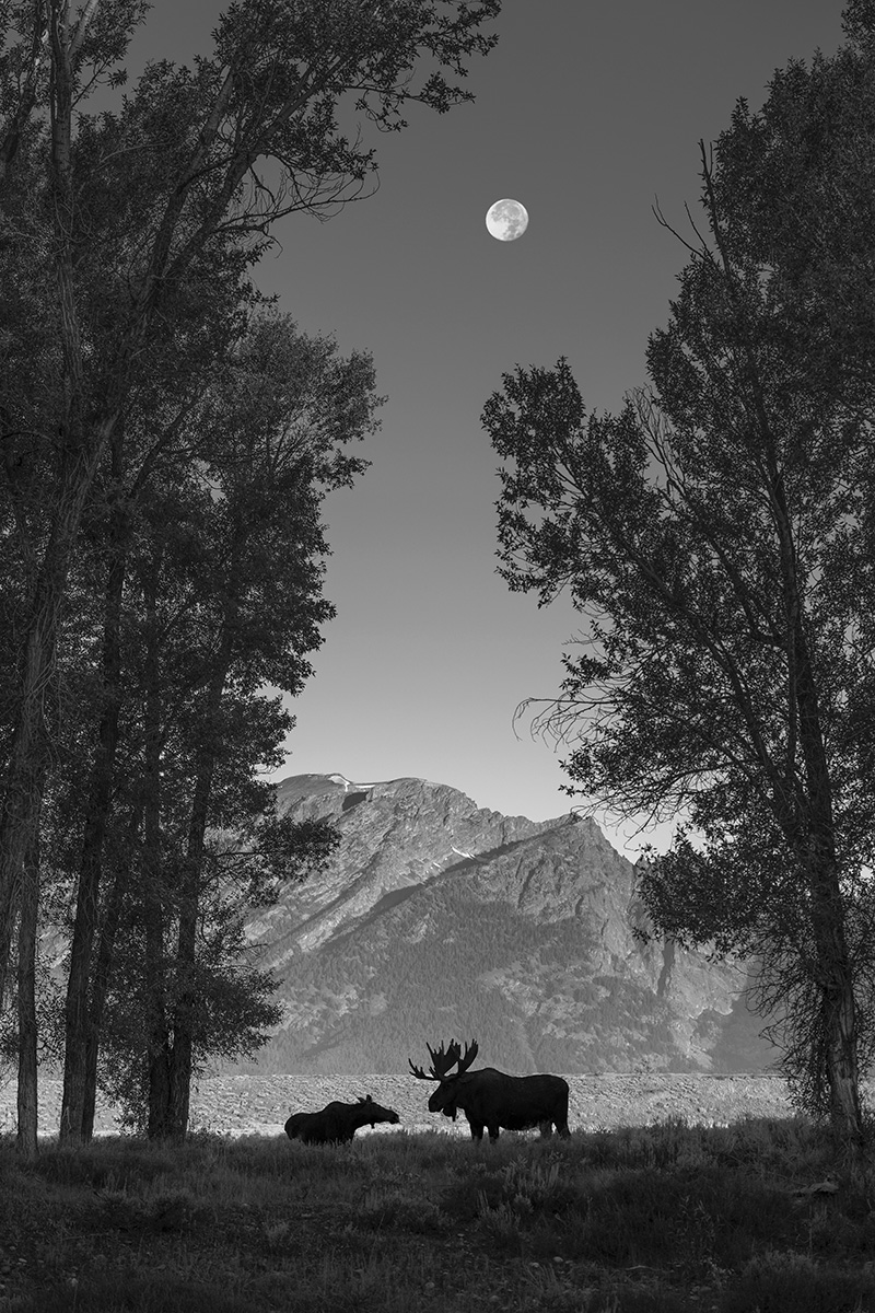 Romance in the Cottonwoods