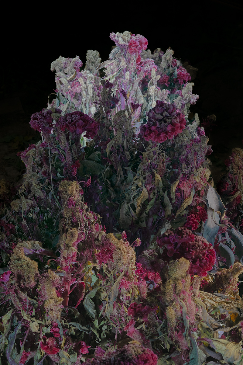 Notes from a Quiet Garden