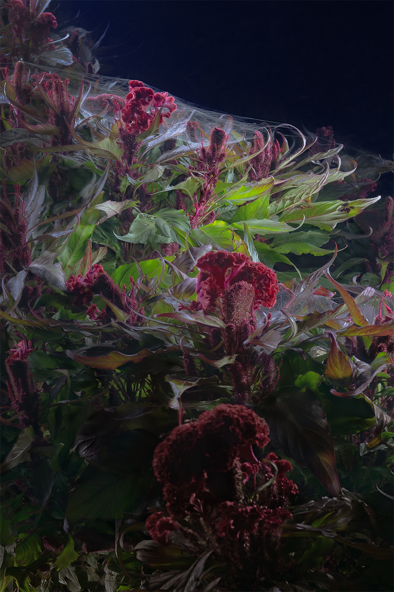 Notes from a Quiet Garden
