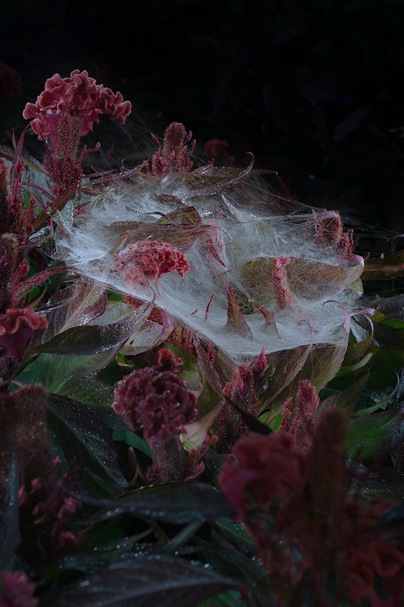 Notes from a Quiet Garden