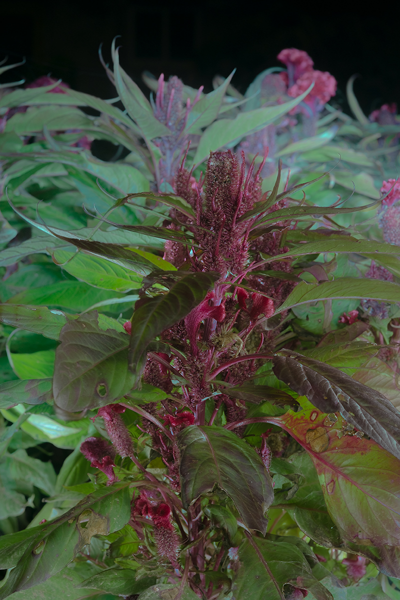 Notes from a Quiet Garden