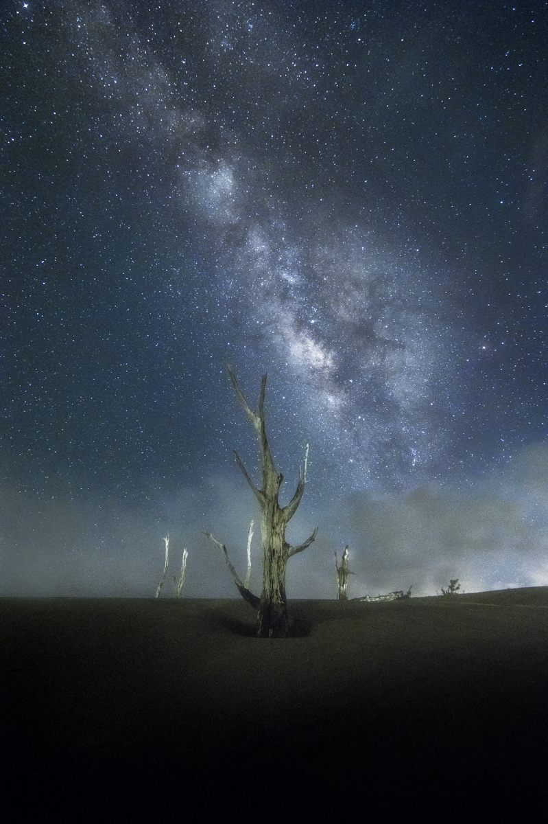 Dead Tree Under The Starry Sky