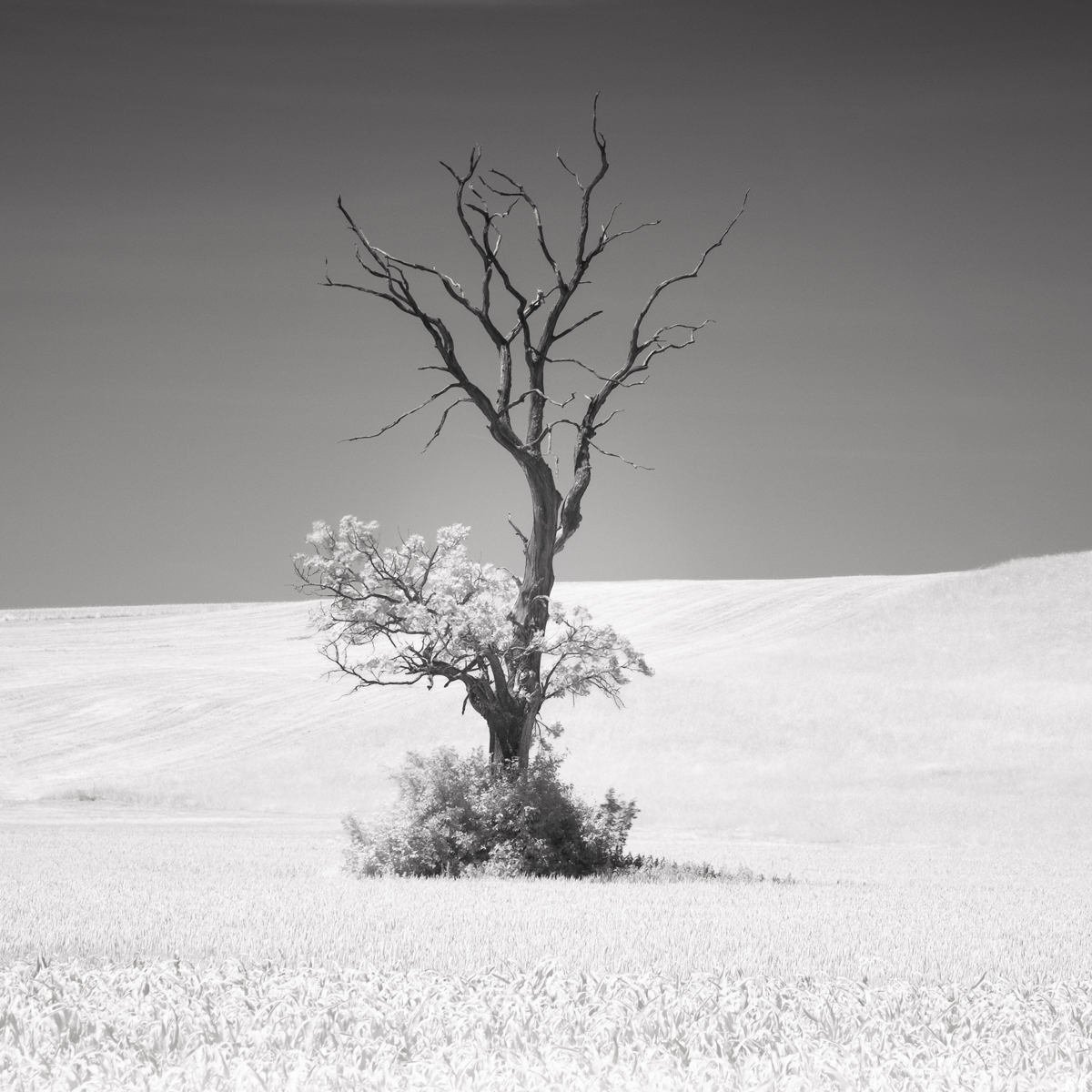 White Summer