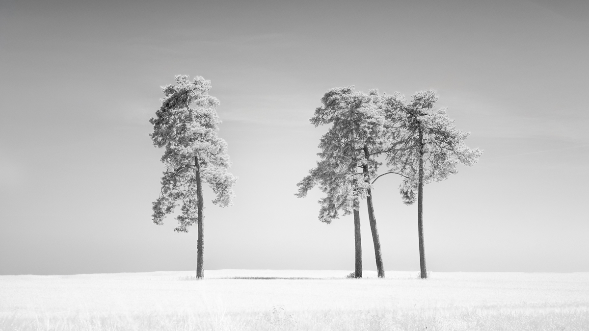 White Summer