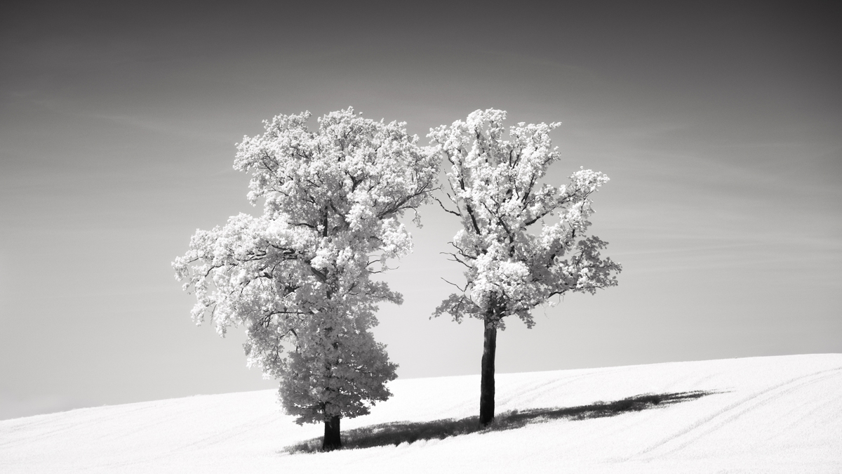 White Summer