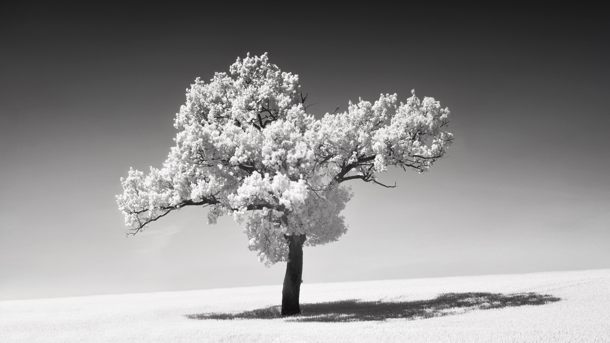 White Summer