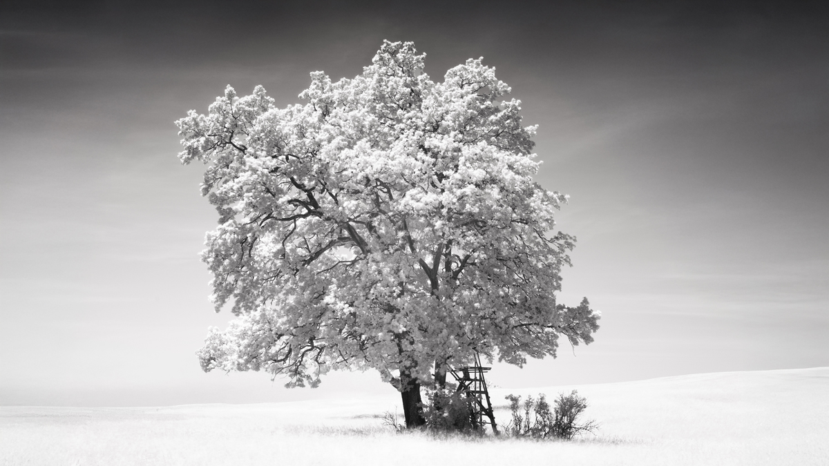 White Summer