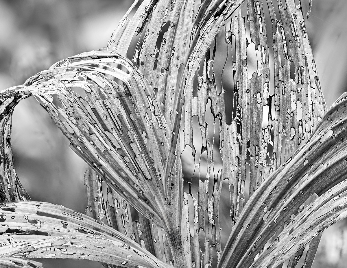 Veratrum Summer