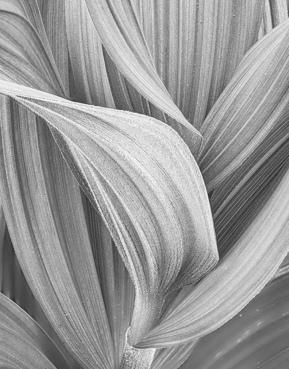 Veratrum Summer