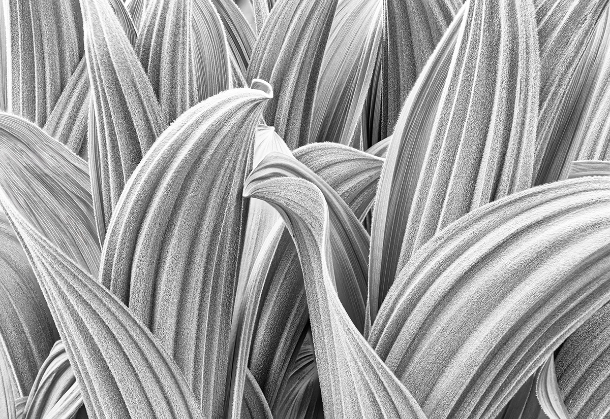 Veratrum Summer