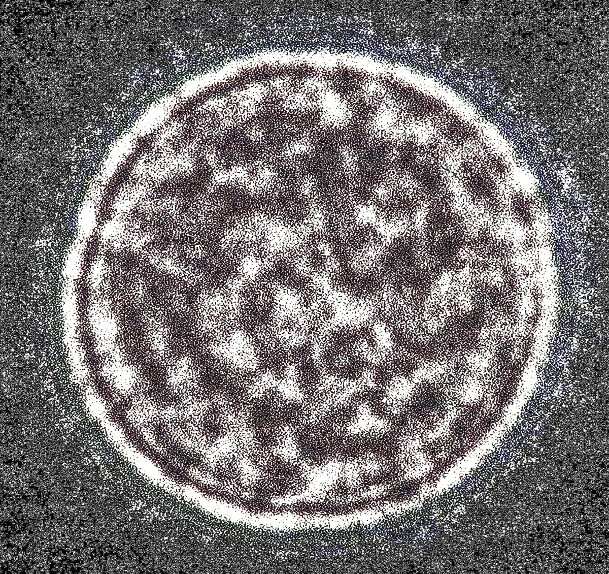 Baltis Vallis