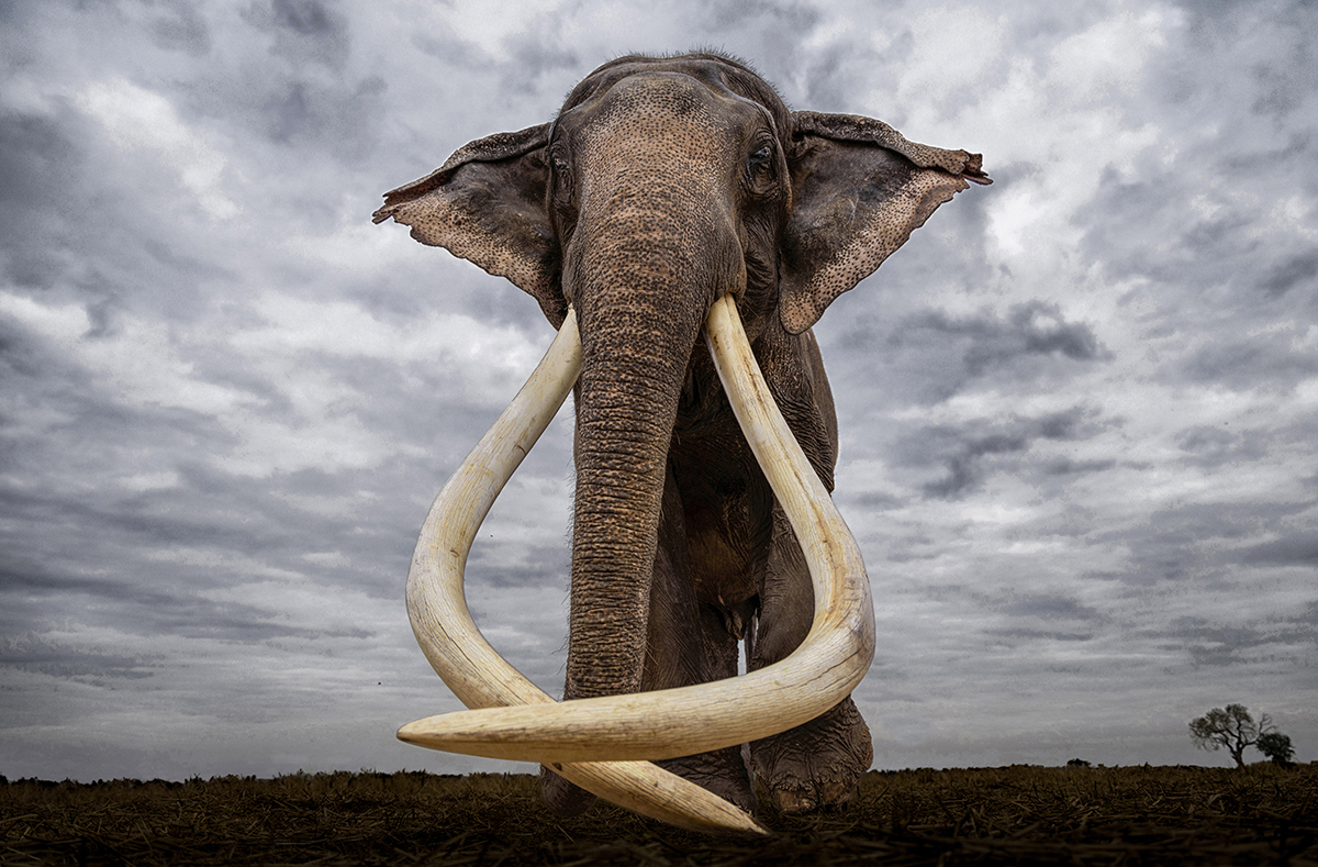 WELCOME TO PLEISTOCENE!
