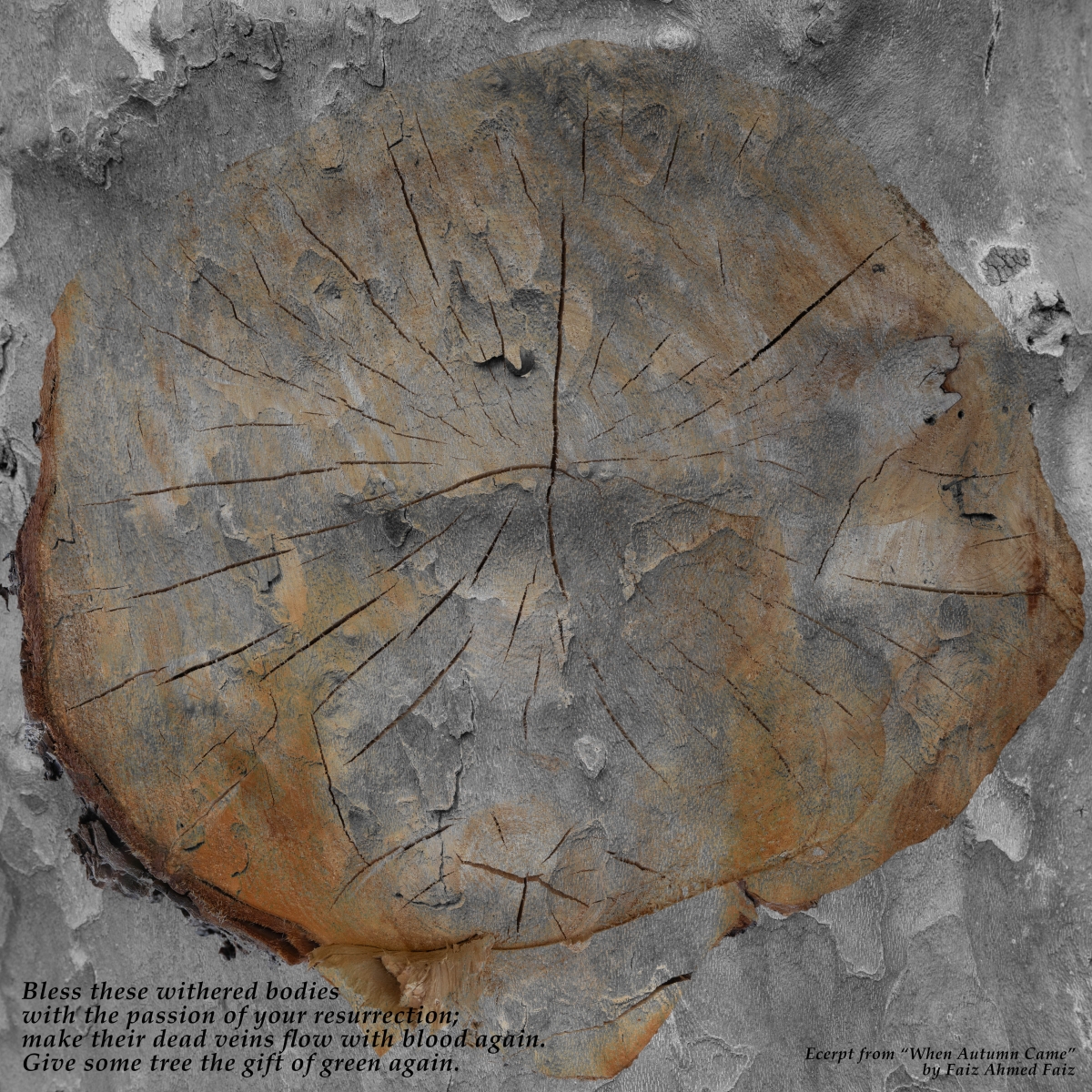 In the Grain of Time