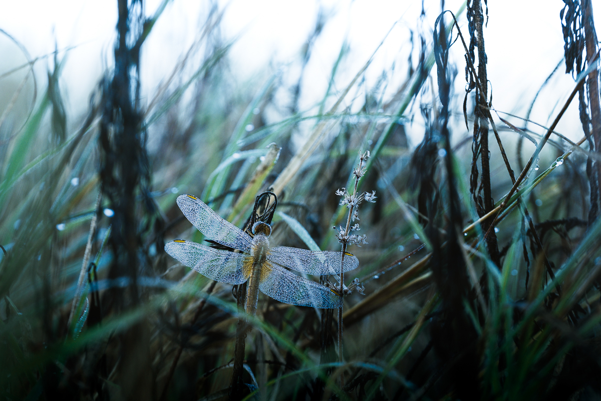 The world between the drops