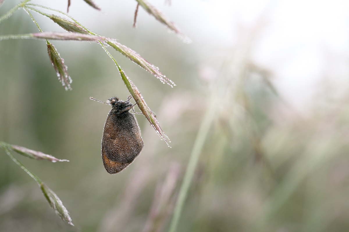 The world between the drops